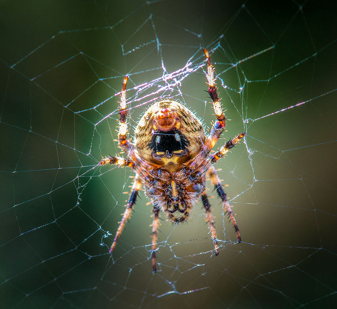 Assigned In Class G By Norm Solomon For Spotted Orb Weaver NOV-2020.jpg